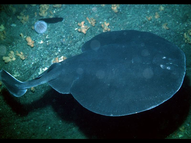 Torpedo nobiliana (Torpedine nera)